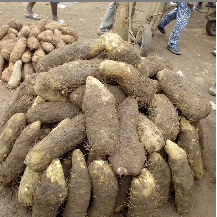 lizandbethfoods's tweet photo. Basket of Tomatoes: 5000
100 tubers of yam: 70,000
Small basket of Onions: 15,000
A portion of Ram: 8000
Please tag restaurant and hotel owners to see this.
#twittervendor #legitvendor #sales #cowsharing #foodsupply #cowsharing https://t.co/a4ZgsKe4E3