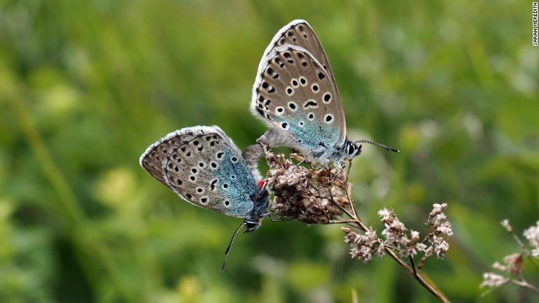 ajitjohnson_n's tweet photo. 'Extinct' large blue butterfly successfully reintroduced to UK, with the creatures populating parts of the country for the first time in 150 years. https://t.co/OEvkjr0zbF