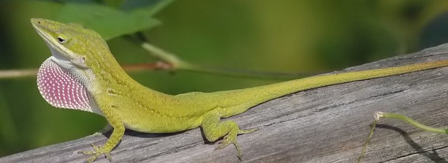 Take a look in my front yard #thegridkid #spellingbee

ANOLE