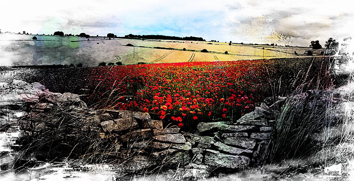 DavidjonKnight's tweet photo. #poppy #flowers #nature #impoppy #poppies #thatpoppy #love #poppyflower #idisagree #flower #trolls #art #red #spring #poppyseed #naturephotography #amiagirl #cute #photography #poppycomputer #trollsworldtour #poppyfields #poppychurch #choke #bubblebath #branch #idisagreetour https://t.co/PUdghuCO7J