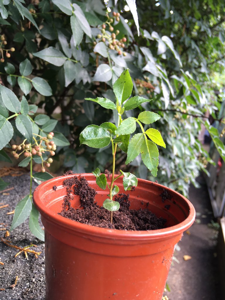 simonsuter's tweet photo. Self-seeded. I wasn’t certain what it was so took a bite. My tongue is now numb.
Parent in background.
#zanthoxylum #szechuanpepper https://t.co/BEeiKNYcWD
