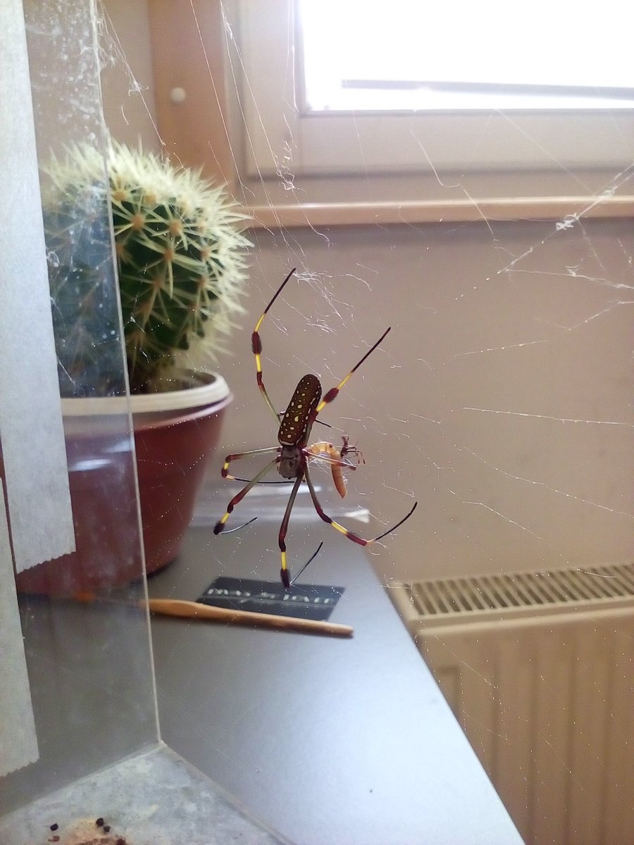 Time for nephilids! Nephilids are a family (or subfamily ) of spiders. Some of you are probably familiar with the Golden Orb Weaver (Nephila & Trichonephila species).