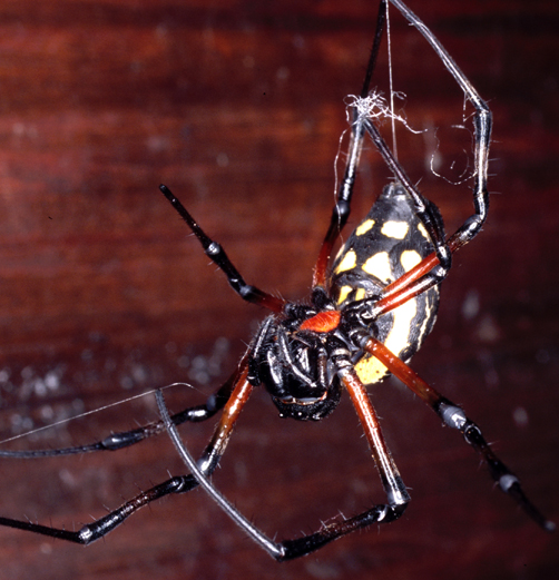 Lesser known members of this (sub)family are Nephilengys, Nephilingis (pic 1), Herennia, and Clitaetra (pic 2).