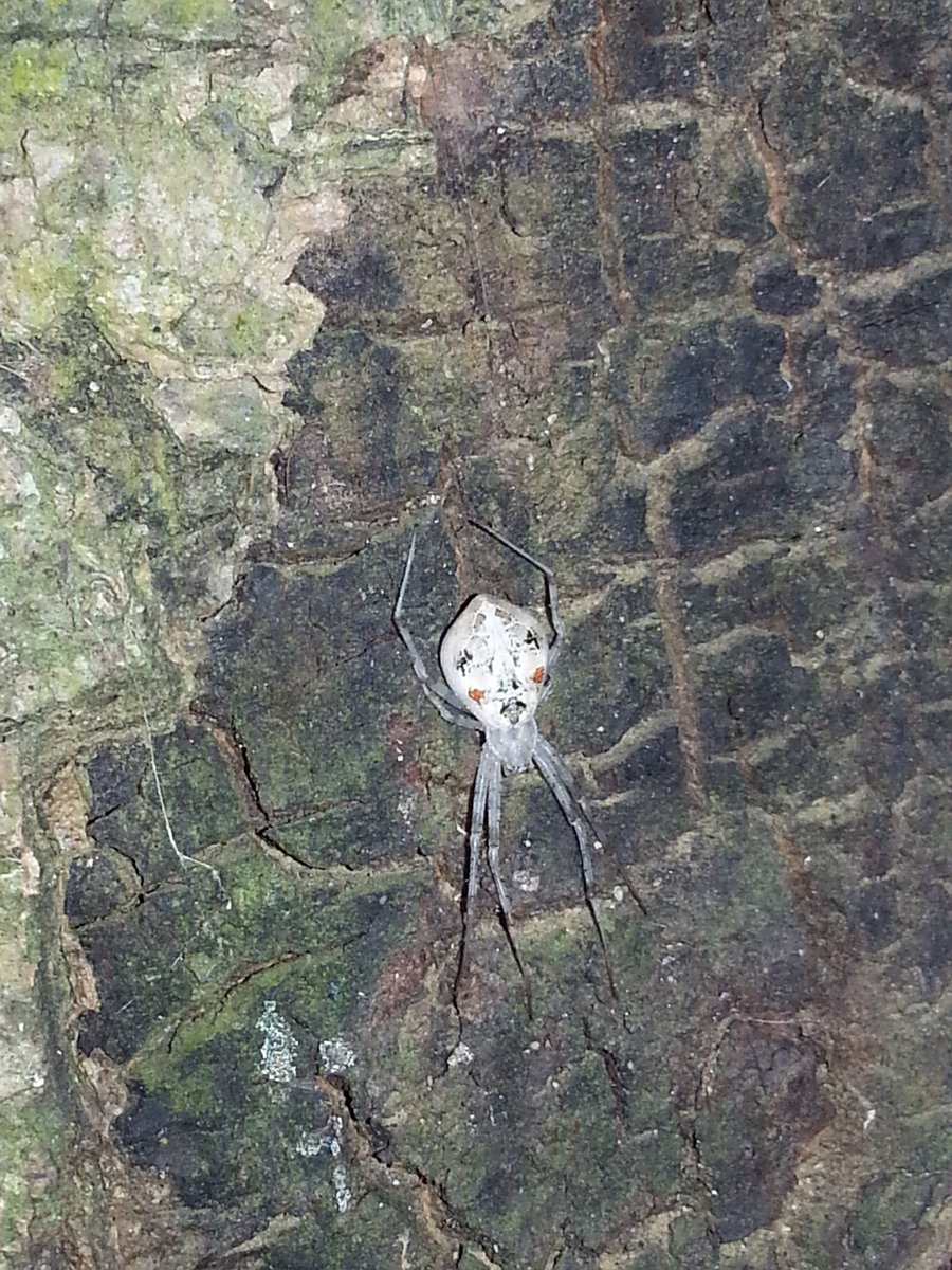 Lesser known members of this (sub)family are Nephilengys, Nephilingis (pic 1), Herennia, and Clitaetra (pic 2).