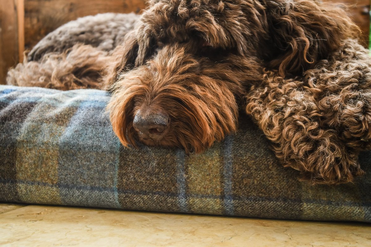 tuffiesdogbeds's tweet image. tuffies.co.uk/item/21/Dog-Ma…
#tuffies #tuffiesdogbeds #dogbeds #labradoodle #madeinscotland
