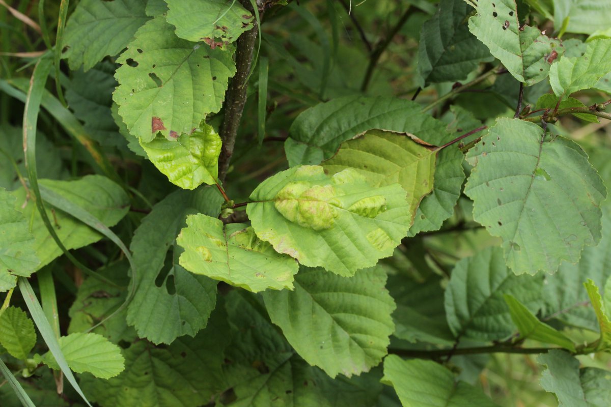 RPilze's tweet photo. Taphrina tosquinetii ex Alnus glutinosa
#Taphrinatosquinetii #Taphrina #Alnusglutinosa #Alnus #Schwarzerle #alder #Aulne #ontano #alno #mushroom #mushrooms #fungus #fungi #pilz #pilze #champignons #champignon #nature #natur https://t.co/hLdakOpV9g
