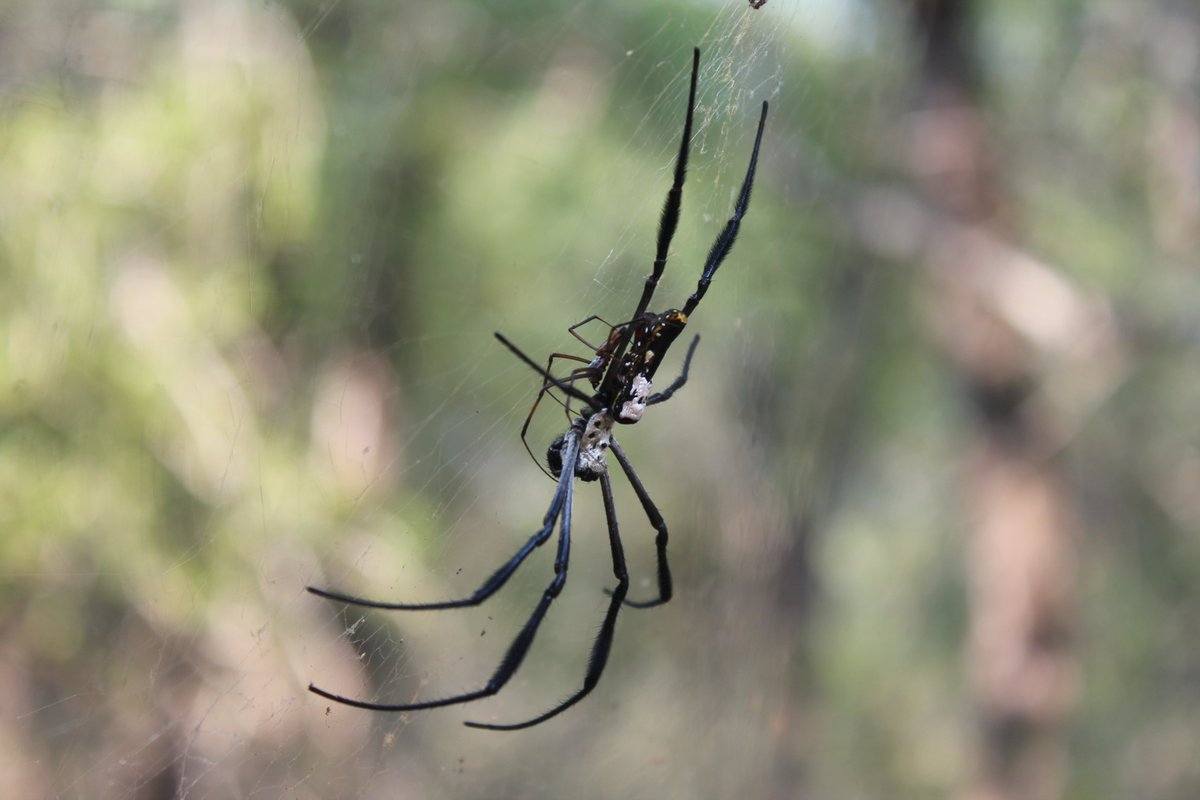 In 2015 I had the opportunity to collect Trichonephila species in South Africa. There we discovered that males really suck at identifying their own females and would land on webs mostly randomly. This could be BAD.Male with the wrong female 