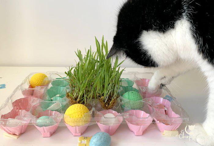 Chirpycats's tweet photo. Have you tried feeding your cats with food puzzles, homemade or bought?

Read the full article: How to Engage your Cat’s Foraging Instincts With This Fun Food Puzzle
▸ https://t.co/MEkTXiF7E8 #foodpuzzles #catenrichment https://t.co/QclQFvPgTS