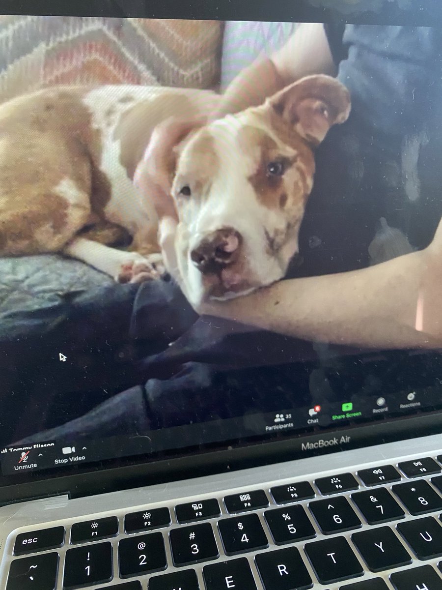 We started the day off right with a staff meeting full of furry friends. #BringYourPetToWork #RemoteWork