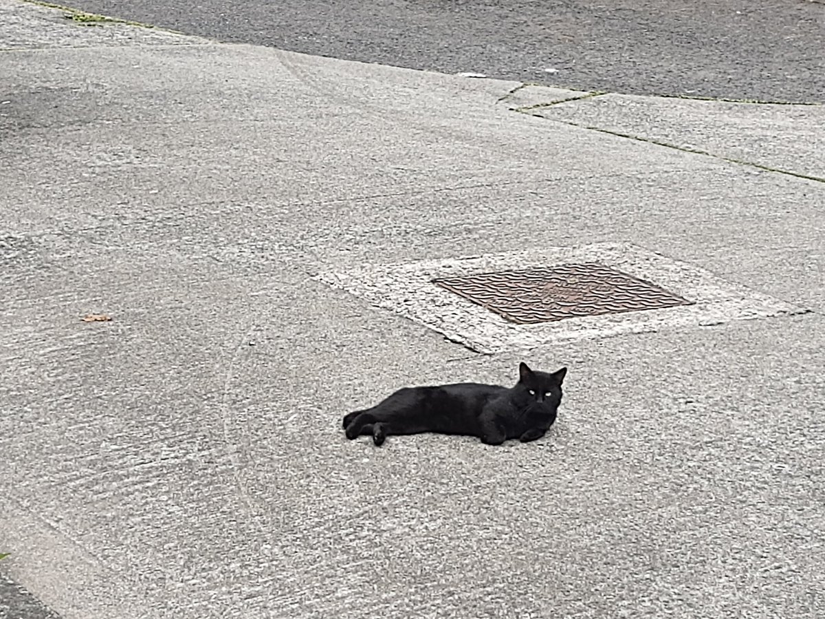 Thought this edjit had been run over at first, just remarkably relaxed as it turns out 😂