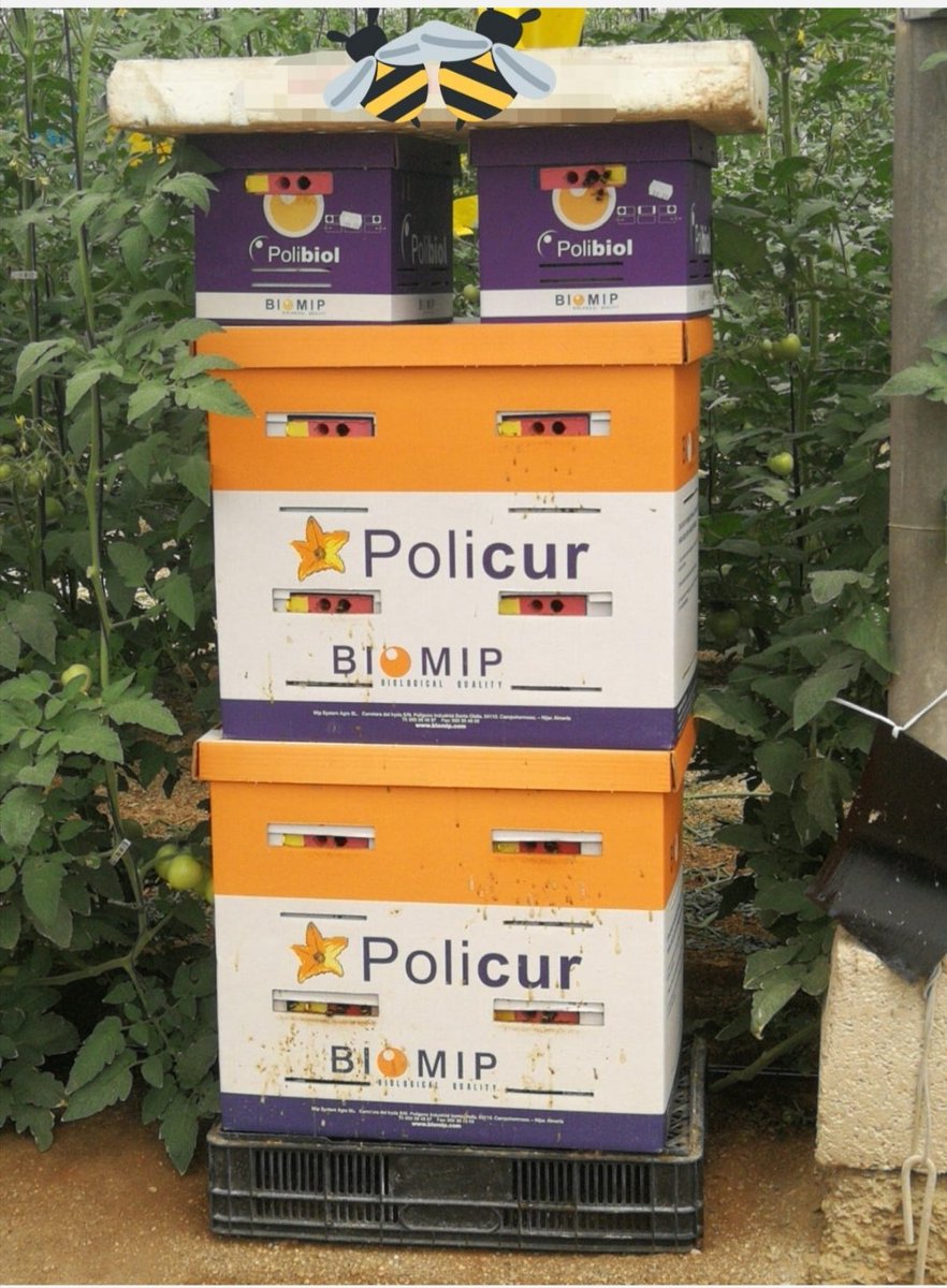 biomip_sl's tweet photo. Trabajo a tope y con un calor terrible 🥵... Polibiol y Policur aseguran una optima polinización 🐝 con altas temperaturas debido a su mejor ventilación ❄️ con respecto a otras colmenas.
 #biomip #policur #polibiol #colmenas #agriculturasostenible #abejorros #polinizacion https://t.co/uXKXca1K5X