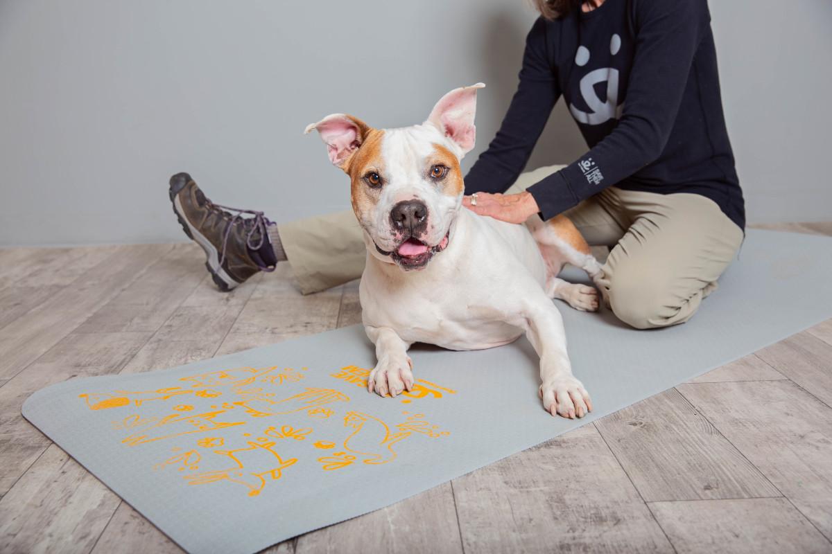 Looking for something fun to do today? Join us #LIVE on our Instagram page at 1:00pm MT for some kid-friendly #yoga. We will be practicing animal poses so get ready to pose like a lion, camel, bunny &amp; more. Don’t forget your yoga mat or blanket. bit.ly/2WPf87s ^kw