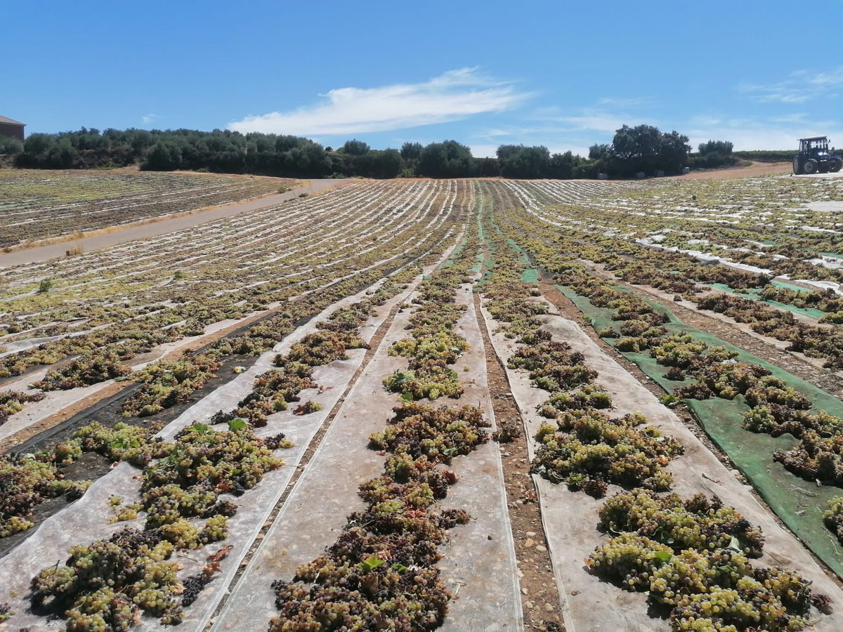El 95% del vino dulce Pedro Ximémez sale de aquí. La pasera comenzó hace unos días. Trabajo y tradición van de la mano. Lo conocemos esta tarde en <a href="/adirecto/">Andalucía Directo ❎</a> <a href="/AytoMontemayor/">Ayto.Montemayor</a> <a href="/MontillaMoriles/">Ruta del Vino Montilla-Moriles 🍇</a> <a href="/vinosdomm/">Consejo Regulador DOP Montilla-Moriles</a> <a href="/MorilesMontilla/">Vino MontillaMoriles</a> #pedroximenez #dulce #Covid_19 #vino #pasas