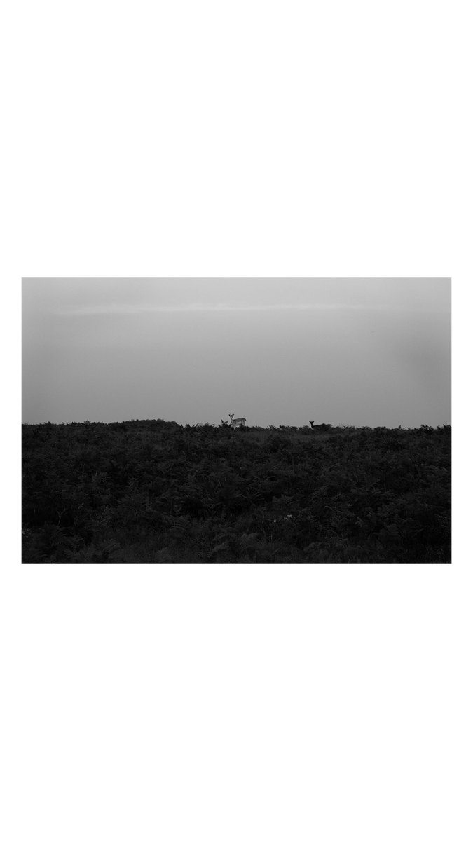 kitsvisuals's tweet photo. Adventures. https://t.co/nlIJLHAiVa