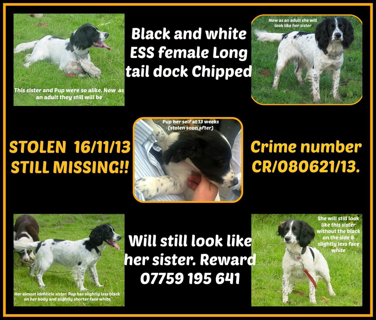LisaLisaw1's tweet photo. 💔 #MissingSixYears 💔 #CornwallDay #CornwallsMissing 💔 #Stolen 16.11.13 #StBlazey #Cornwall #FindOurPup #Puphour @FindOurPup #CheckThatChip #scanme #LongTermMissing #StopPetTheft #FindPup #Lost #Missing #LongTimeMissing 💔 https://t.co/eYNR4h2ZU5