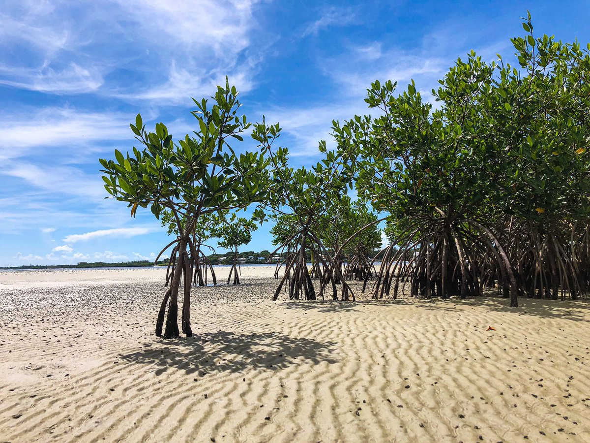 TonaLife's tweet photo. The inspiration behind our logo. The mangrove. The plant that can survive the seas and grow from it while also protecting it. #tonalife #kiteboarding #kitesurfers #treatoceansniceagain https://t.co/6f5JP1zpWS