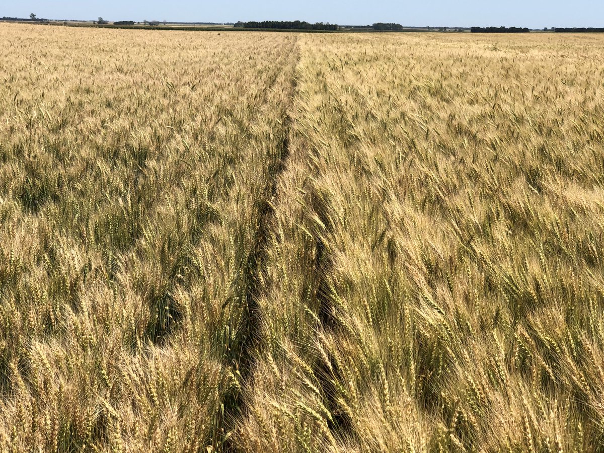 Wheat is looking good in central ND. Westbred left. Dyna Gro Ballistic right. ⁦@DynaGroND⁩ ⁦<a href="/NutrienAgND/">Nutrien Ag ND</a>⁩  #dynagro