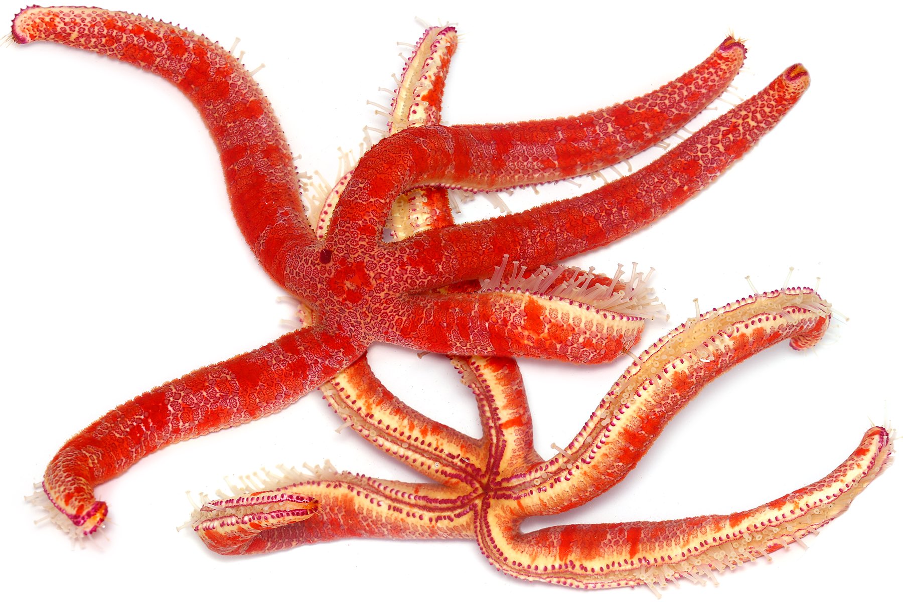 ゆうじ 先日磯に行ったらタイドプールで巨大なヒトデを見つけた 全長はゆうに40cmはあり 私がこれまでの人生で出会った中で最も 巨大なヒトデ あまりの巨大さと毒々しい色彩に思わず鳥肌が立つほどゾッとした 初めて見たけどオオアカヒトデだろうか なぜ