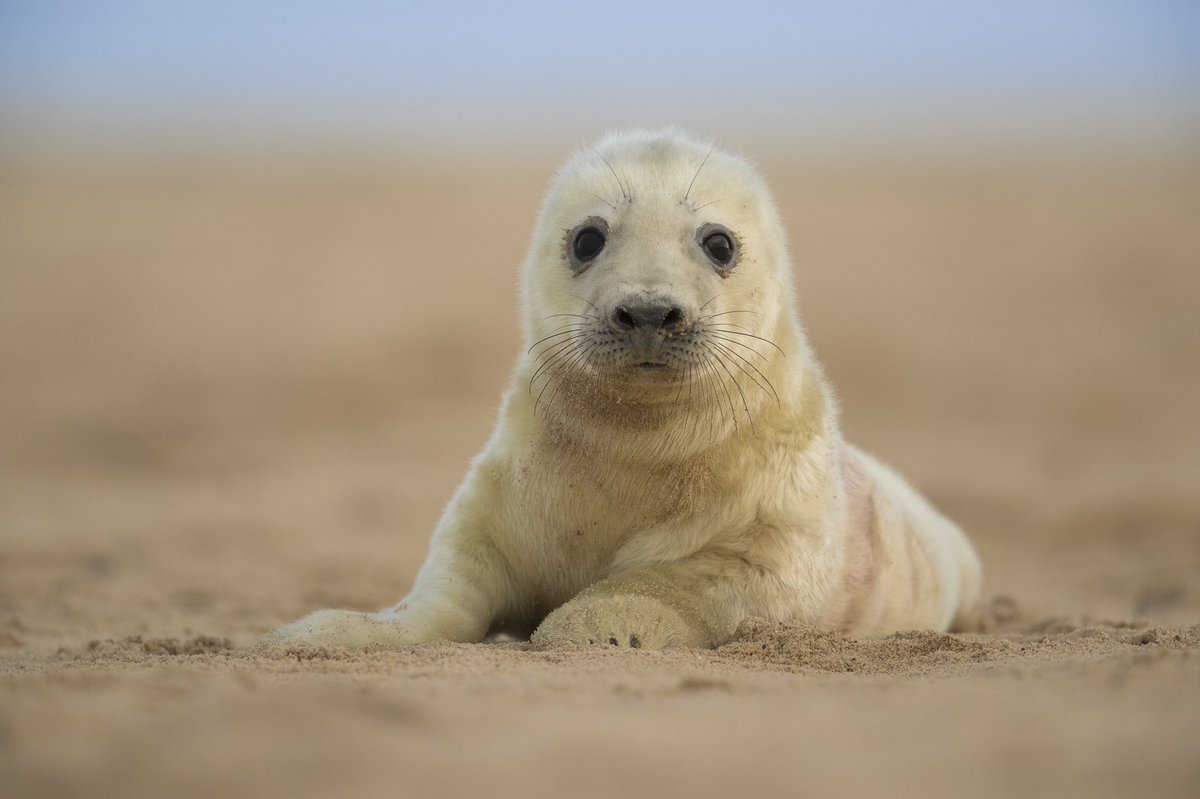 <a href="/HarryReadPhoto/">Harry Read</a> and I have put together a small group wildlife photo workshop on the rugged Norfolk coastline. The workshop will focus on the incredible Grey Seal pupping season when Norfolk’s beaches are filled by over 2000 Grey Seals.

kylemoorephotography.co.uk/nofolk-seal-ph…
