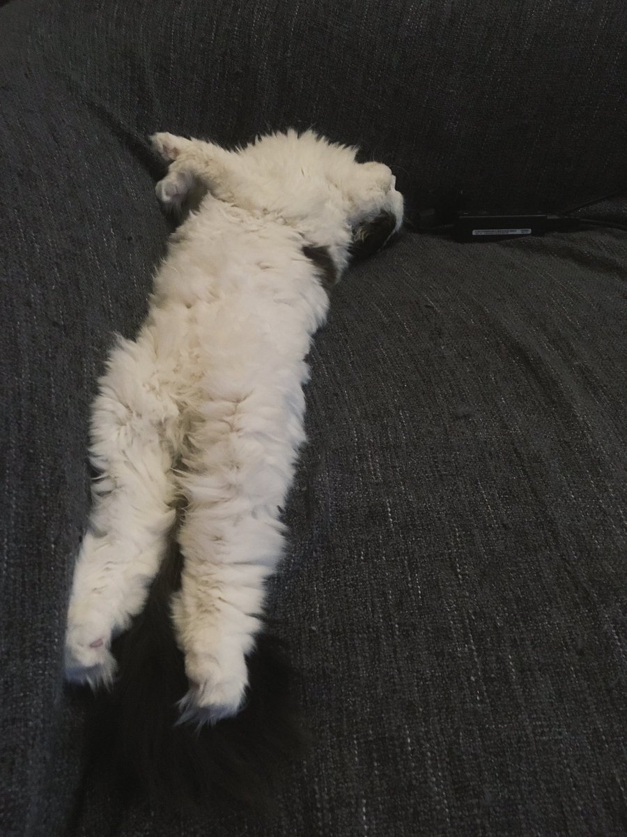 ClausCucumber's tweet photo. It supposed to be a catโฆ but Iโm not sure๐ค
โ Any idea who is this creature?
โ
#cats #CatsOfTwitter #catlover #catslife #clauscucumber #meow #cutecat #lolcat #caturday #funnycat #bestmeow #sweetcat #scottishfold #scottishcat #mlem #whiteblackcat #fluffycat #fuzzycat #catposes https://t.co/F2E7NRnnbX