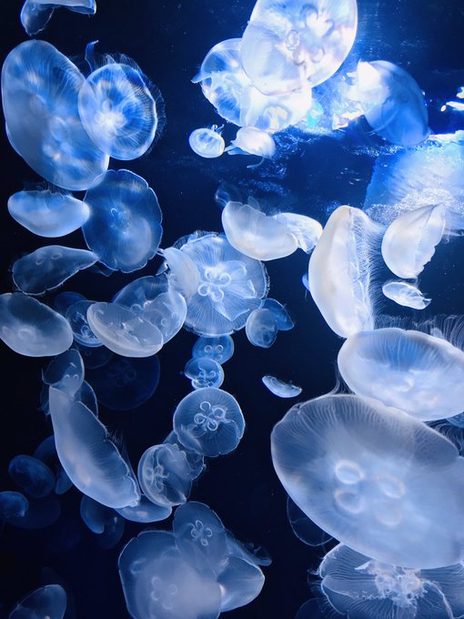 クラゲ 高画質 のtwitterイラスト検索結果 古い順