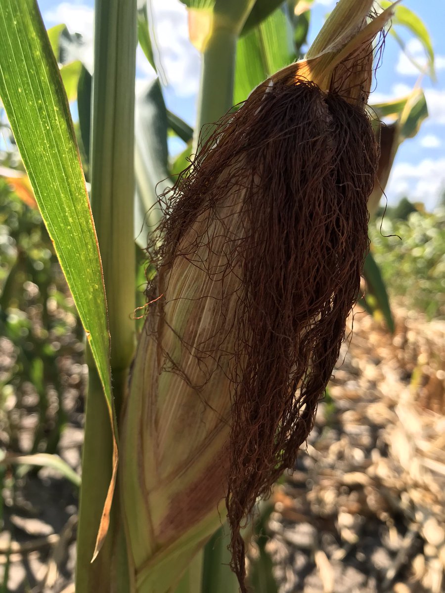 GroAlliance's tweet photo. Seed corn is drying down nicely. #Harvest20 starts next week! #GroAlliance ##grow20 #CubaCity https://t.co/PACU0A7ptL