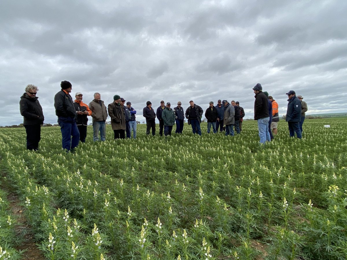 The Synergy Kellerberrin Spray Group discussing all things Reflex including efficacy, crop safety IBS/ PSPE &amp; likely tankmixing partners @ the Synergy-SLR Reflex trial site North of Tammin.