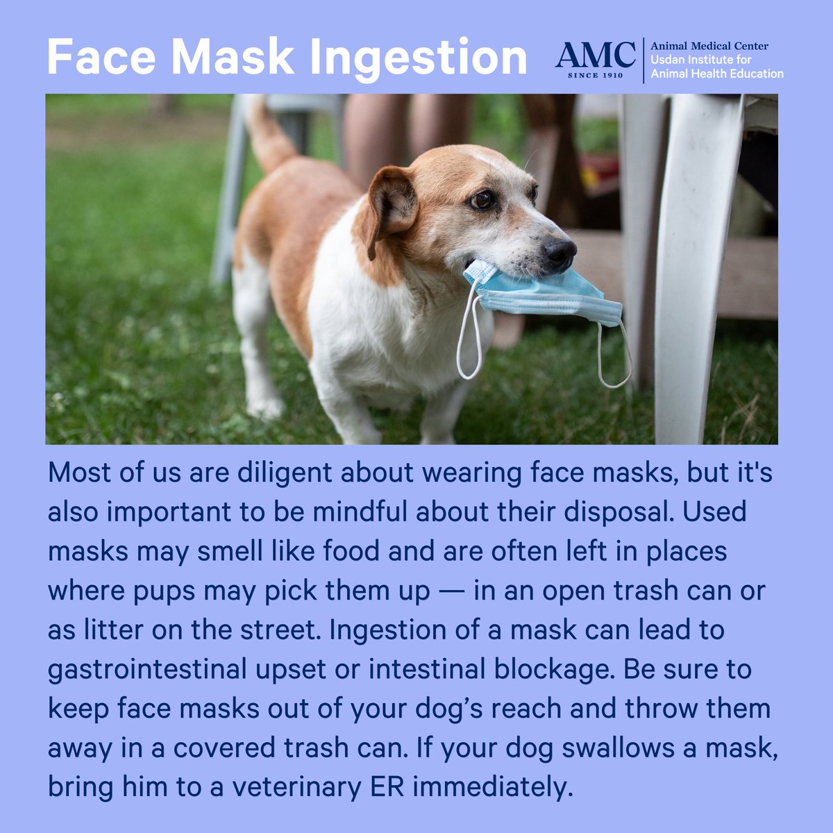 amcny's tweet photo. #UsdanPetTips - AMC has seen a spike in cases of dogs ingesting face masks in recent months. Used face masks often smell like food, and dogs may mistake them for treats and eat them. Ingestion of a mask can lead to gastrointestinal upset or intestinal blockage. https://t.co/ErFNqloCea