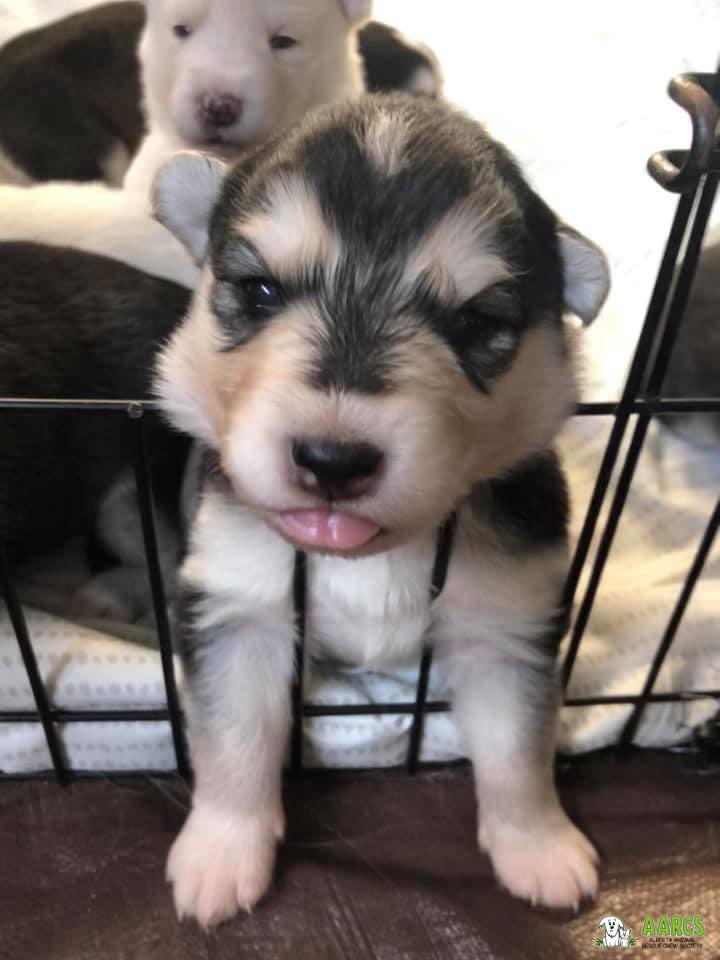 AARCS_Canada's tweet photo. Happy #TongueOutTuesday from Mama Audra’s adorable pups! 😋

These cuties are keeping their mama very busy as they grow, but just look at their sweet little faces!💞

Let’s see your pets’ #TOT pics! Post in comments 💚

#yyc #yeg #ab #AARCS https://t.co/Bi9UjvybJG