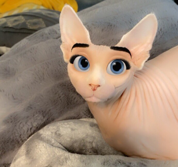 Thisisrosiekit's tweet photo. “Humom says I would make a cute cartoon. What do you think?” ~Rosie 
#sphynx #sphynxcat #meow #funnycat #cats #funnysphynx #snapchat #snapchatfliter https://t.co/h2eKMN0e1v