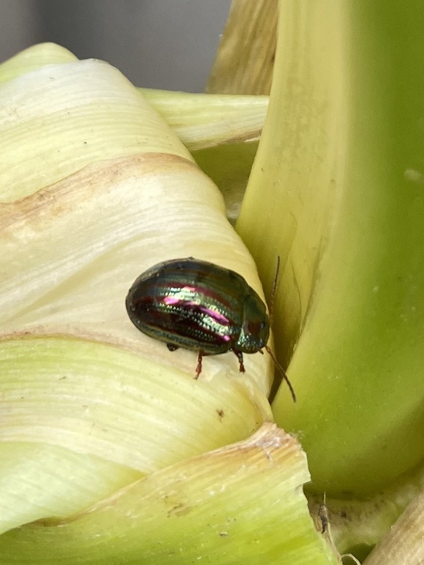 djpeteoc's tweet photo. @invertebrate_uk can you help identify this nice looking beetle that is living on the corn in my garden in London. #beetle #invertebrate #wildlondon https://t.co/DaaVcEf55F