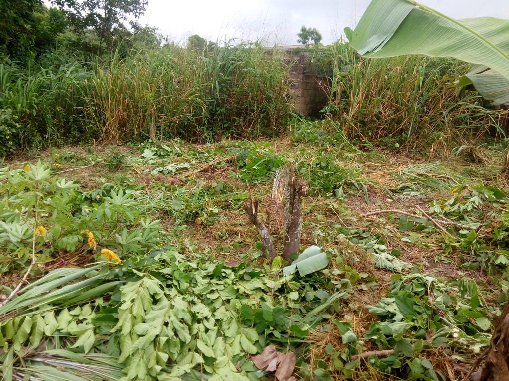 OyenpemiL's tweet photo. Land preparation really matter in crop production...This same applies to our life. Let plan and prepare for success..
#Focusfarm https://t.co/C35HkjK2e2