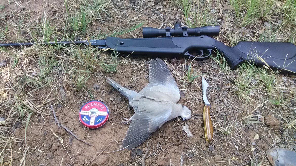 DonMatus4's tweet photo. #pesting #airgunner #airrifle #beeman #crosmanpremierhollowpoints #urasiandove #umarexusa https://t.co/sxVI39cyrW