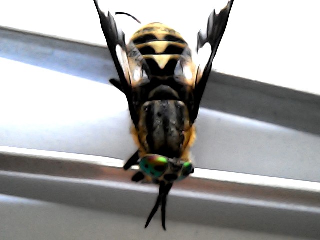 HorseflyHunters's tweet photo. More clegs (Haematopota) this week in our volunteers collections. No signs of any Chrysops (deer flies) in any of our traps so far this year- only the one that entered our house looking for a bite! 
Have you seen any? https://t.co/1J1xrkOhQ0