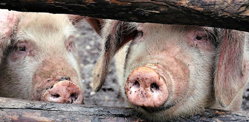 akezanet's tweet photo. Serge NKURUNZIZA, DG de l'élevage tranquillise les éleveurs de porcs qui se trouvent dans les localités où cette maladie n'est pas encore présente. Toutefois, il est déconseillé de consommer la viande des bêtes infectées. Signalons que la maladie n’est pas transmissible à l’hoe https://t.co/Fz2hVoiHt8