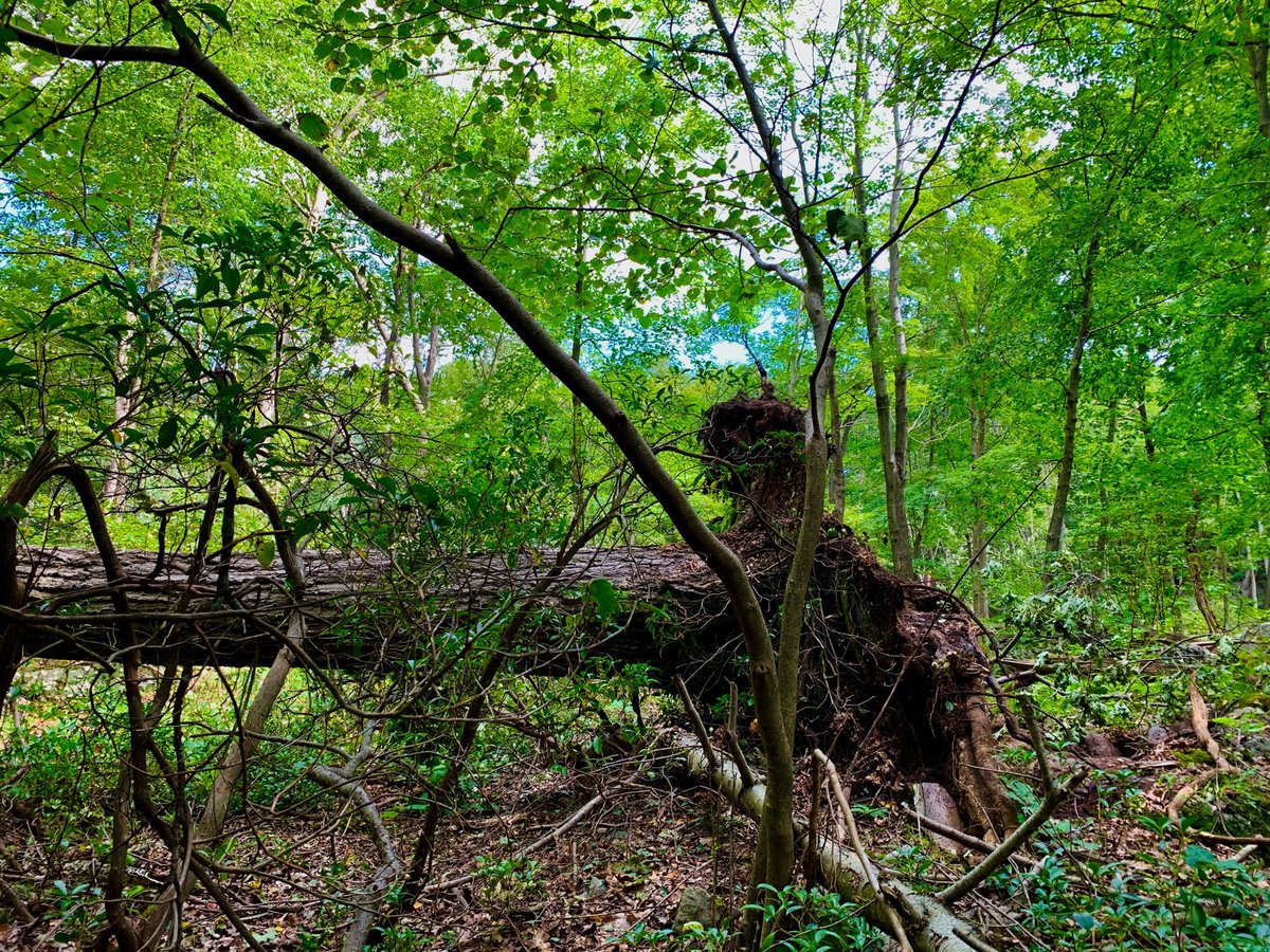 Ever feel like there’s a huge fallen tree in your way? 

Take a step back and look at the obstacle from different angles &amp; you’ll find a way to go around (or above, below, or through) it. Don’t let obstacles discourage you from moving forward towards your goals &amp; a better you!