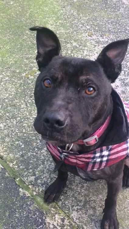 NWDogRescue tweet picture