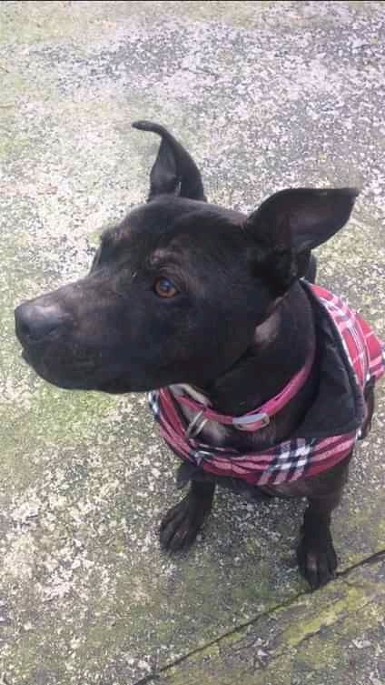 NWDogRescue tweet picture