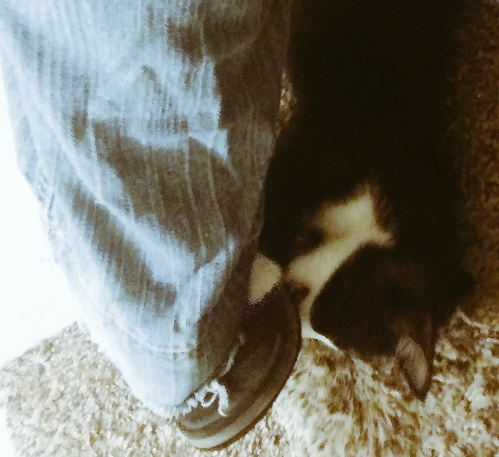 BonkSquatch's tweet photo. Today's kittendorphin rush provided by the stairs &amp; tiny gnashy teeth! Gonna have to fix the banister now, but- I did not fall...little victories, right.😸😉 https://t.co/88WXAY5yDh