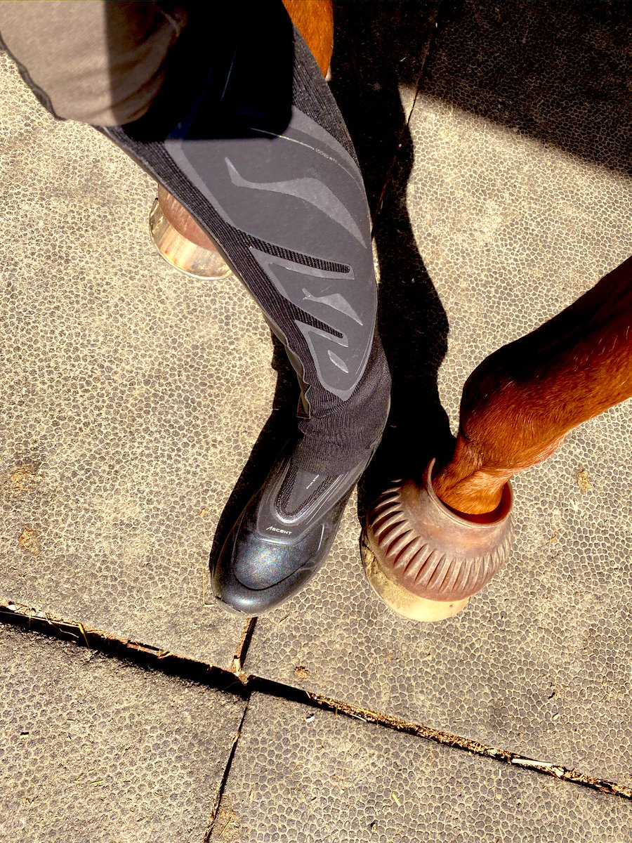 Ariat Ascent Ariat Chaps Brown Ariat Ascent Ariat Leather Half