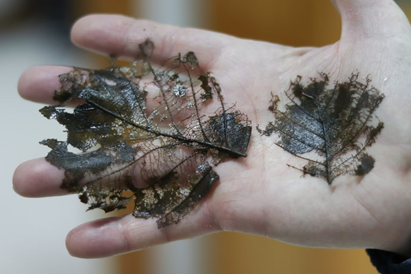 How the Covid-19 affects Rivers Project?

The spring rowing campaign began in late March but because of all this, it had to be postponed. It was decided to extend the campaign until the end of July so that inspections could be made.