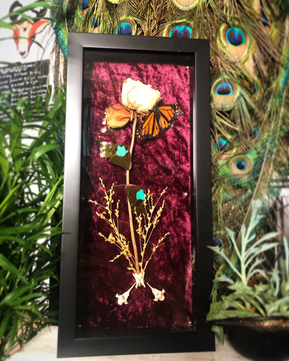 PastNeverSeen's tweet photo. Available to purchase #taxidermy #forsale #art #creepy #beautiful #roses #flowers #real #oddities #curiosities #frame #wood #home #decor #homedecor #insect #bug #pastneverseen #salvadordali #odditiesandcuriosities #butterfly #butterflyrose #vertebrae #horrorcommunity https://t.co/qRzSP7HtgE