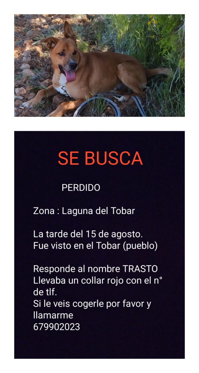 rioTajoVIVO's tweet photo. Hemos venido a buscar a Trasto, perdido el sábado 15 de agosto en la Laguna del Tobar
¿Lo has visto? Ayúdanos a encontrarlo
#Masegosa #Lagunaseca #Beteta #ElTobar #SerraníaDeCuenca
#Perdido https://t.co/rU9qPXEWim