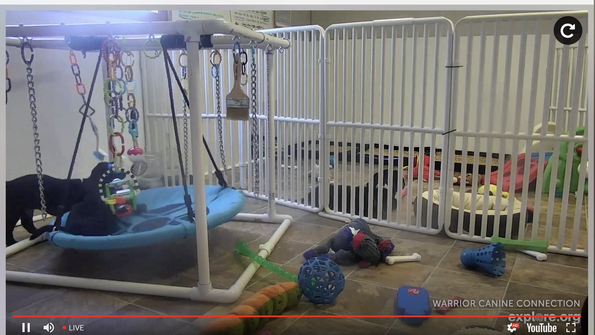 pritianka's tweet photo. πΆ Guess what? There's a virtual puppy-and-kitty cam at #KubeCon + #CloudNativeCon EU Virtual. What better way to #KeepCloudNativeConnected. Thx for the tip, @vmcheung, @ccaramanolis, & #corgi #puppy!
To access, log on to the platform > experiences > keep cloud native well > link https://t.co/nef4ZjhoAc