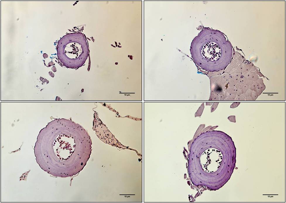 during winter, salamanders don't do much, just hang out underground and reduce their activity. This inactivity shows up in their long bones (like digits and femurs) so you can count them as annual events 8/n