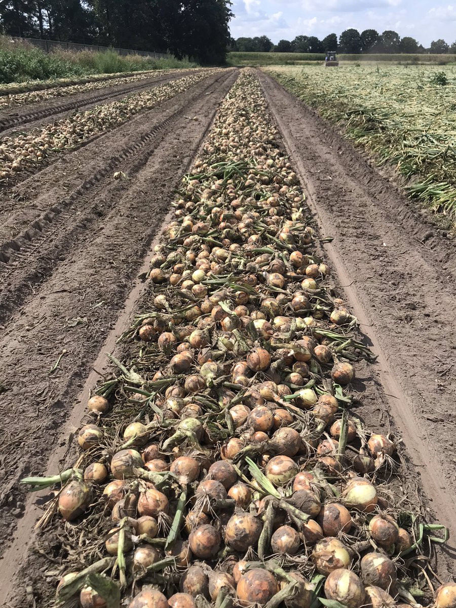 P_Vroegindeweij's tweet photo. Een prachtig voorbeeld van groenig rooien van de zaaiuien #Hybound bij @MaickelRoost. #opbrengst #kwaliteit #rooienzoalshethoort @DeGrootenSlot @BejoZaden https://t.co/4XRerfQSCE
