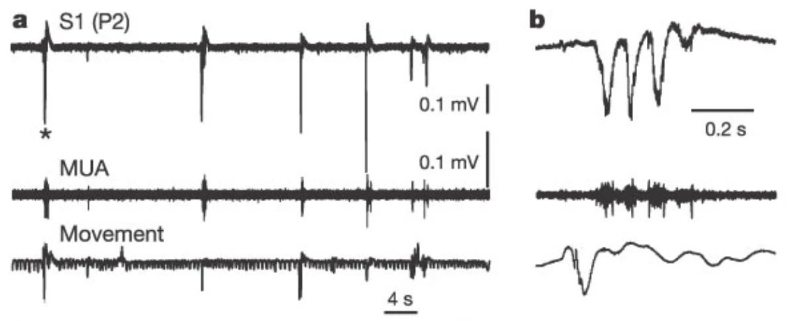 Peripheral waves are relayed to the developing cortex and amplified by recurrent thalamocortical excitation, producing a characteristic spindle-burst electrical pattern thought to promote activity-dependent plasticity  https://doi.org/10.1038/nature03132