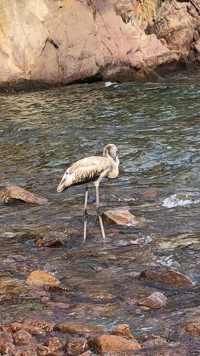SPezoule's tweet photo. #agay #baumette #sos #oiseaux
Cet oiseau est immobile sur la plage et semble blessé ou mal en point (pas bougé depuis 2h). Que faire svp ? On ne sait jamais , peut être que Twitter peut être utile https://t.co/Fv6mn7Qf74