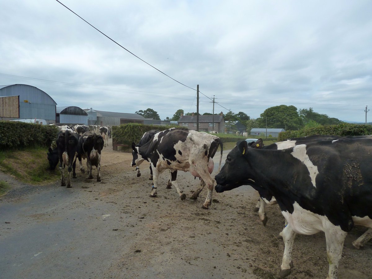 Ballyboley/Baile na Buaile (left) near Larne, Co Antrim means "townland of the summer milking place"! Buaile has given the Hiberno-English term ‘booleying’ which refers to the practice of moving cattle to mountain pastures in summer ( @placenamesni)! ©mine  http://www.placenamesni.org/resultdetails.php?entry=16726