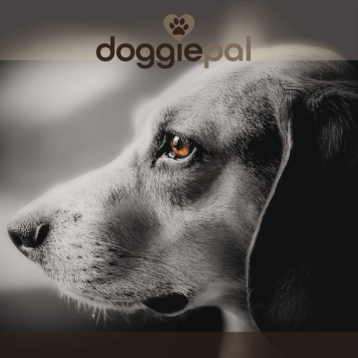  FREE Brand Design Value Day! I'm currently working on a branded niche POD store,which involves LOTS of design work! - I'll share it here Below are two cleverley crafted Social Media image designs: